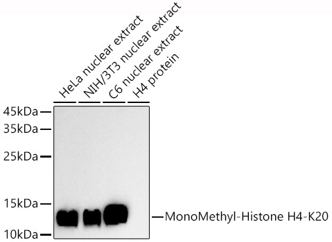 MonoMethyl-Histone H4-K20 Polyclonal Antibody