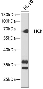 HCK Polyclonal Antibody