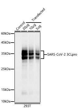 SARS-CoV-2 3CLpro Monoclonal Antibody [1G8P9]