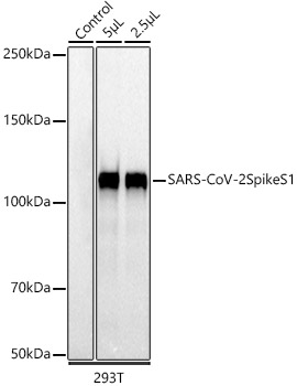 SARS-CoV-2 Spike S1 Monoclonal Antibody