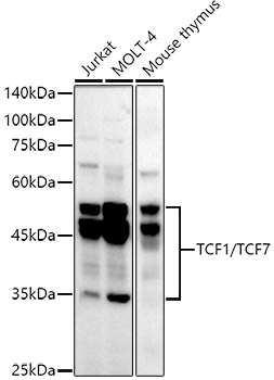 TCF1/TCF7 Monoclonal Antibody [4K0X6]