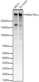 DNA-PKcs Monoclonal Antibody [2U8W4]