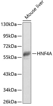 HNF4A Polyclonal Antibody