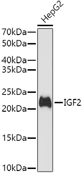 IGF2 Polyclonal Antibody