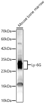 Ly-6G Polyclonal Antibody