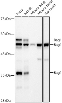 Bag1 Monoclonal Antibody [9X10K6]