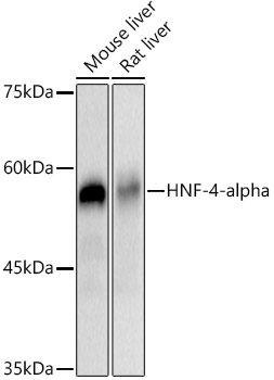 HNF-4-alpha Monoclonal Antibody [2W8Q0]