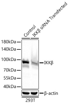 IKKB Polyclonal Antibody