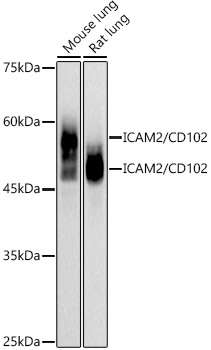 ICAM2 / CD102 Monoclonal Antibody [1L9X9]