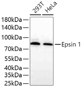 Epsin 1 Monoclonal Antibody [1P7A2]
