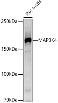 MAP3K4 Monoclonal Antibody [1U0Q10]
