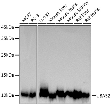 UBA52 Monoclonal Antibody [1I4B8]