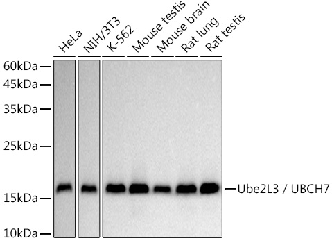 Ube2L3 / UBCH7 Monoclonal Antibody [10S4V4]