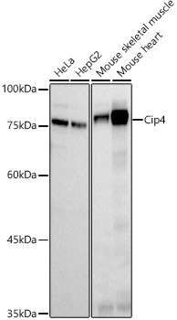 Cip4 Monoclonal Antibody [6C3I3]