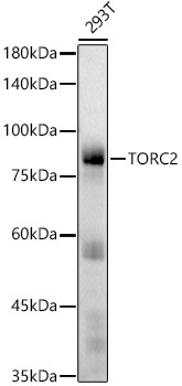 TORC2 Monoclonal Antibody [7M2V7]