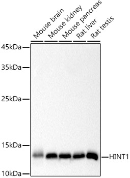 HINT1 Monoclonal Antibody [7S1C8]