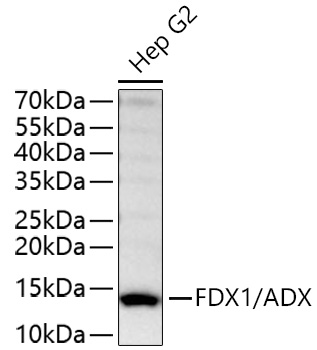 FDX1/ADX Monoclonal Antibody [0A4I4]