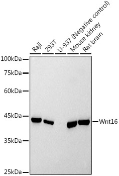Wnt16 Monoclonal Antibody [5I0E4]