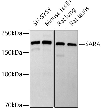 SARA Monoclonal Antibody [4I5Z2]