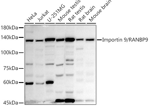 Importin 9 / RANBP9 Monoclonal Antibody [1R10V8]