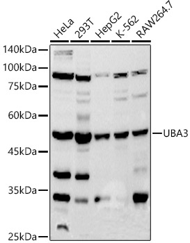 UBA3 Monoclonal Antibody [2D2J6]