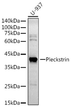 Pleckstrin Monoclonal Antibody [4W2K3]