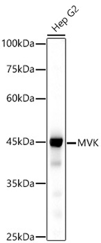 MVK Monoclonal Antibody [9K1A1]