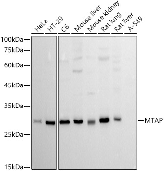 MTAP Monoclonal Antibody [5T9R9]