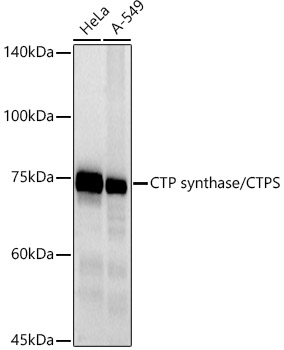 CTP synthase / CTPS Monoclonal Antibody [9T4J2]
