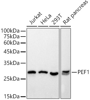 PEF1 Monoclonal Antibody [1X2R7]