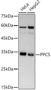 PPCS Monoclonal Antibody [2J3Y8]