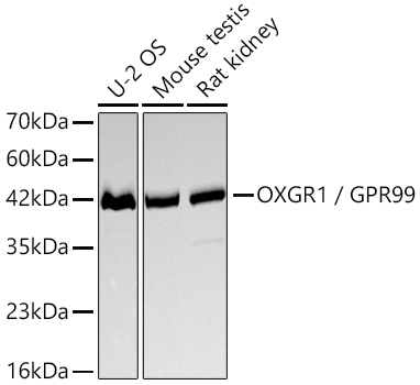 OXGR1 / GPR99 Monoclonal Antibody [2U9G1]