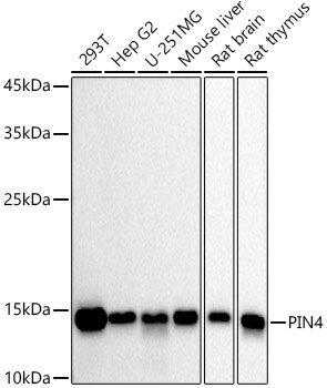 PIN4 Monoclonal Antibody [9I1T8]