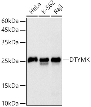 DTYMK Monoclonal Antibody [7T10F7]