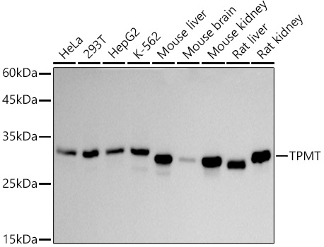 TPMT Monoclonal Antibody [4P2U9]