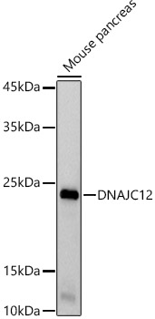 DNAJC12 Monoclonal Antibody [1A3U8]