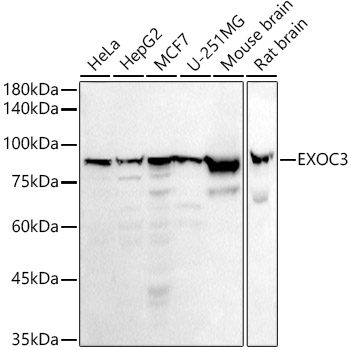 EXOC3 Monoclonal Antibody [1Z3J5]