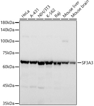 SF3A3 Monoclonal Antibody [5Y9J3]