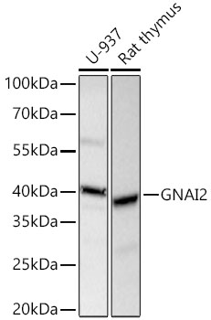 GNAI2 Monoclonal Antibody [1O5G1]