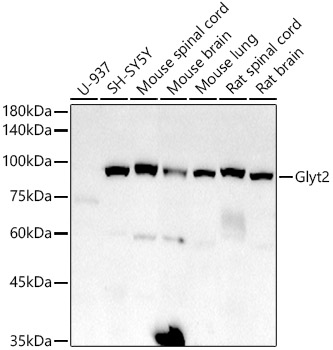 Glyt2 Monoclonal Antibody [1K1B2]
