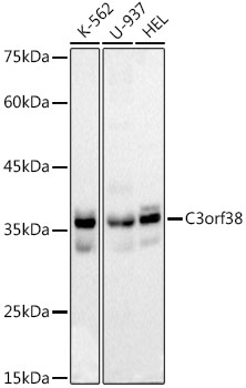C3orf38 Monoclonal Antibody [8B8F8]