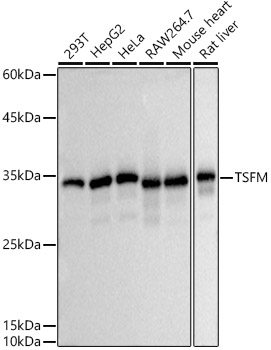 TSFM Monoclonal Antibody [2G5G4]