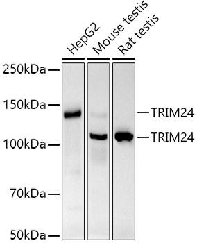 TRIM24 Monoclonal Antibody [9I0X1]