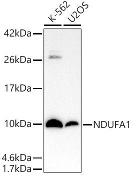 NDUFA1 Monoclonal Antibody [1S4L9]