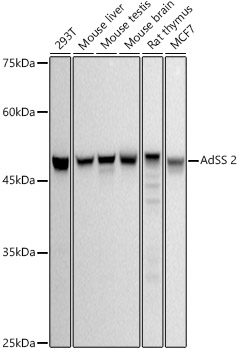 AdSS 2 Monoclonal Antibody [1P8D9]