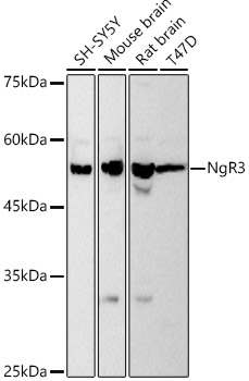 NgR3 Monoclonal Antibody [9Z9U7]