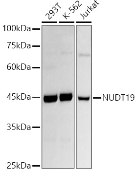 NUDT19 Monoclonal Antibody [2X10I2]