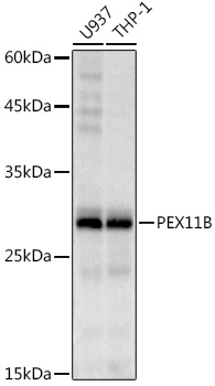 PEX11B Monoclonal Antibody [1U1K6]