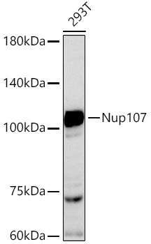 Nup107 Monoclonal Antibody [8E6H4]