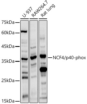 NCF4/p40-phox Polyclonal Antibody